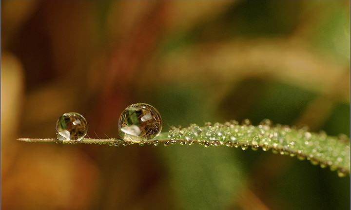 Water droplets on a leaf. Credit: Yogendra Joshi